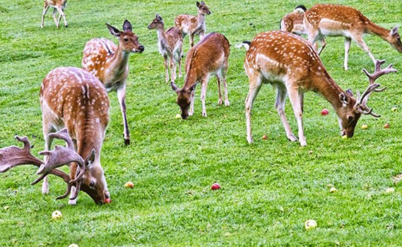 tapovan resorts and motel